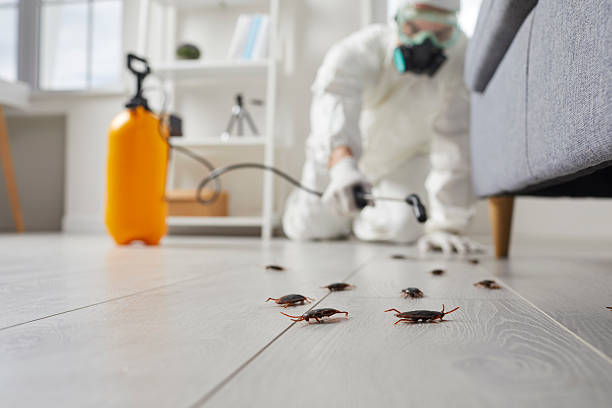 Affordable Termite Control solutions in Augusta, GA